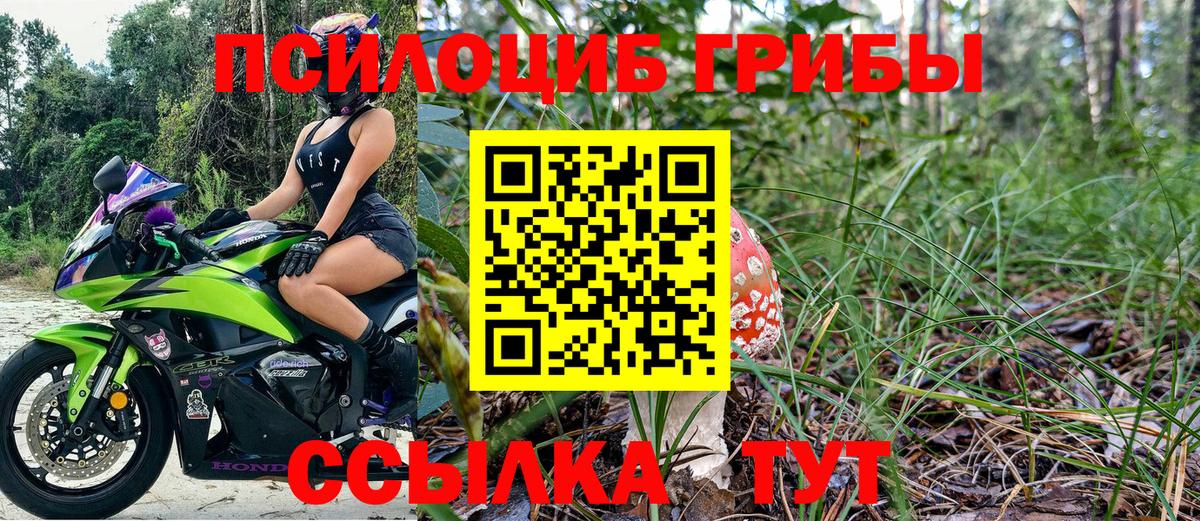 Галлюциногенные грибы Psilocybine cubensis Торжок